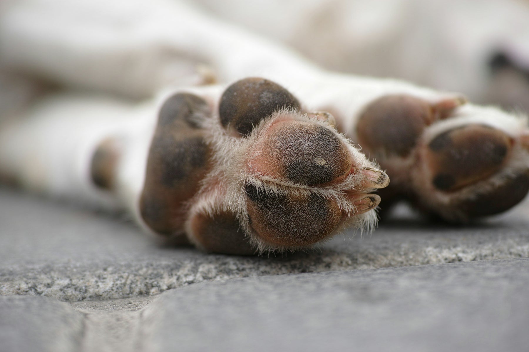 The 7-Second Pavement Test: What Every Pet Parent Must Do Before a Summer Walk