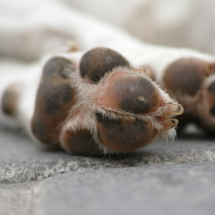The 7-Second Pavement Test: What Every Pet Parent Must Do Before a Summer Walk