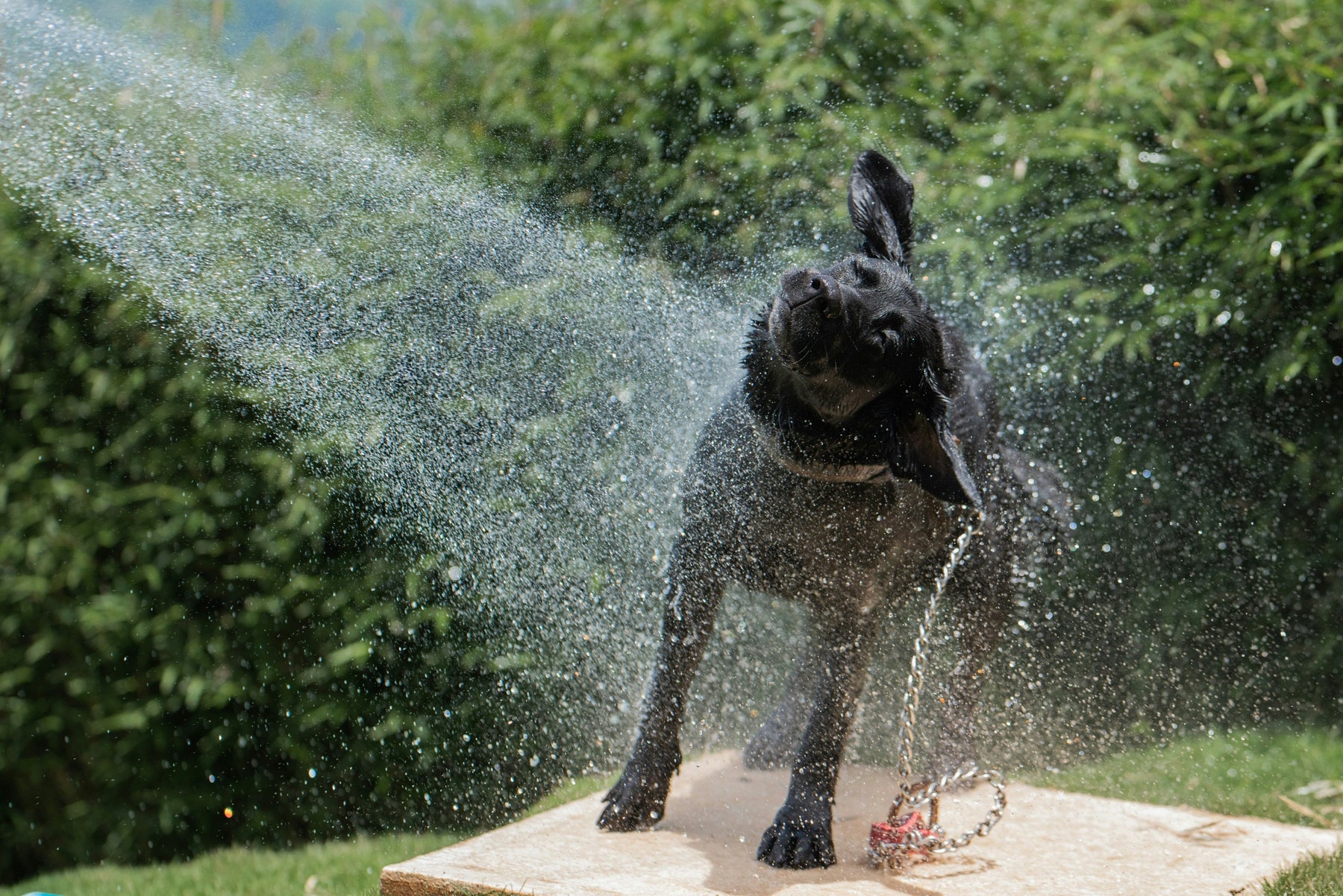 What Happens to Your Pet's Gut in Indian Summer And Why Digestion Slows Down