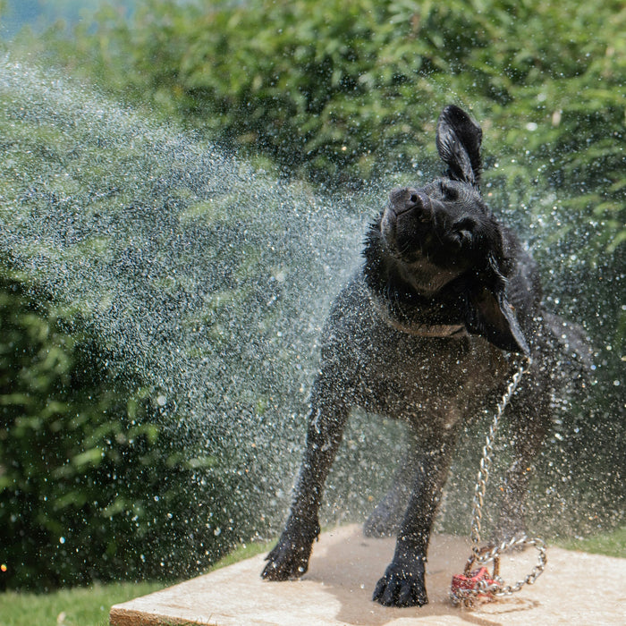 What Happens to Your Pet's Gut in Indian Summer And Why Digestion Slows Down