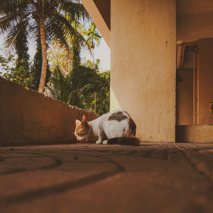 How Indian Summer Changes Your Cat's Behaviour And Why Cat Parents Often Miss It