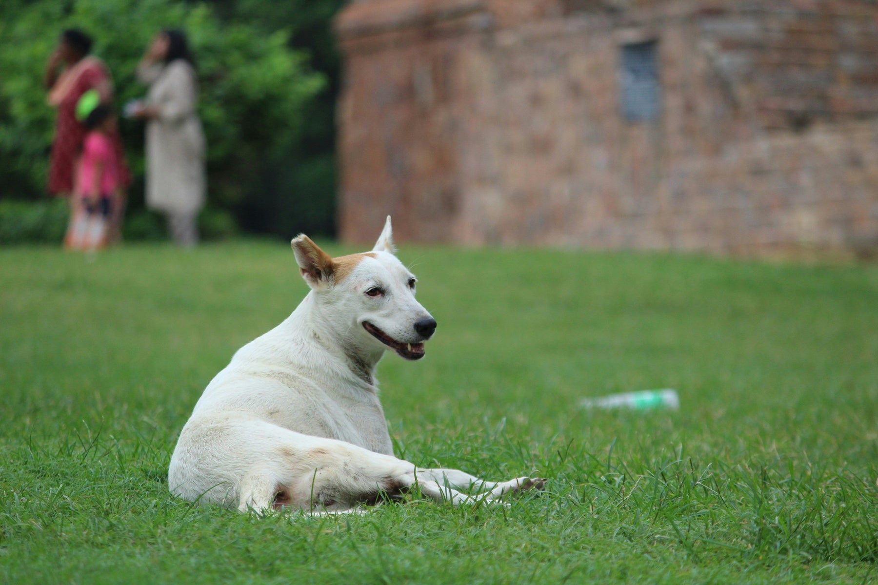 The Cooling Ritual That Takes 3 Minutes and Changes Your Pet's Entire Evening