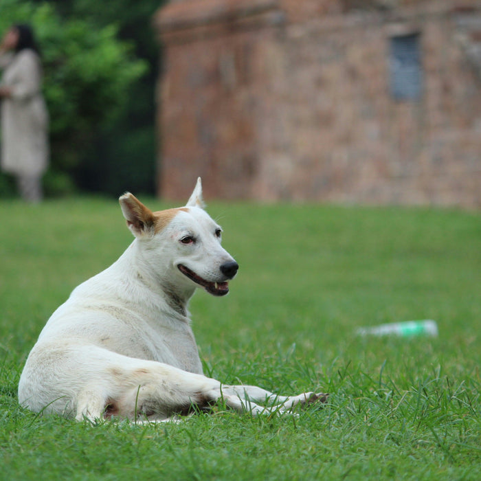 The Cooling Ritual That Takes 3 Minutes and Changes Your Pet's Entire Evening