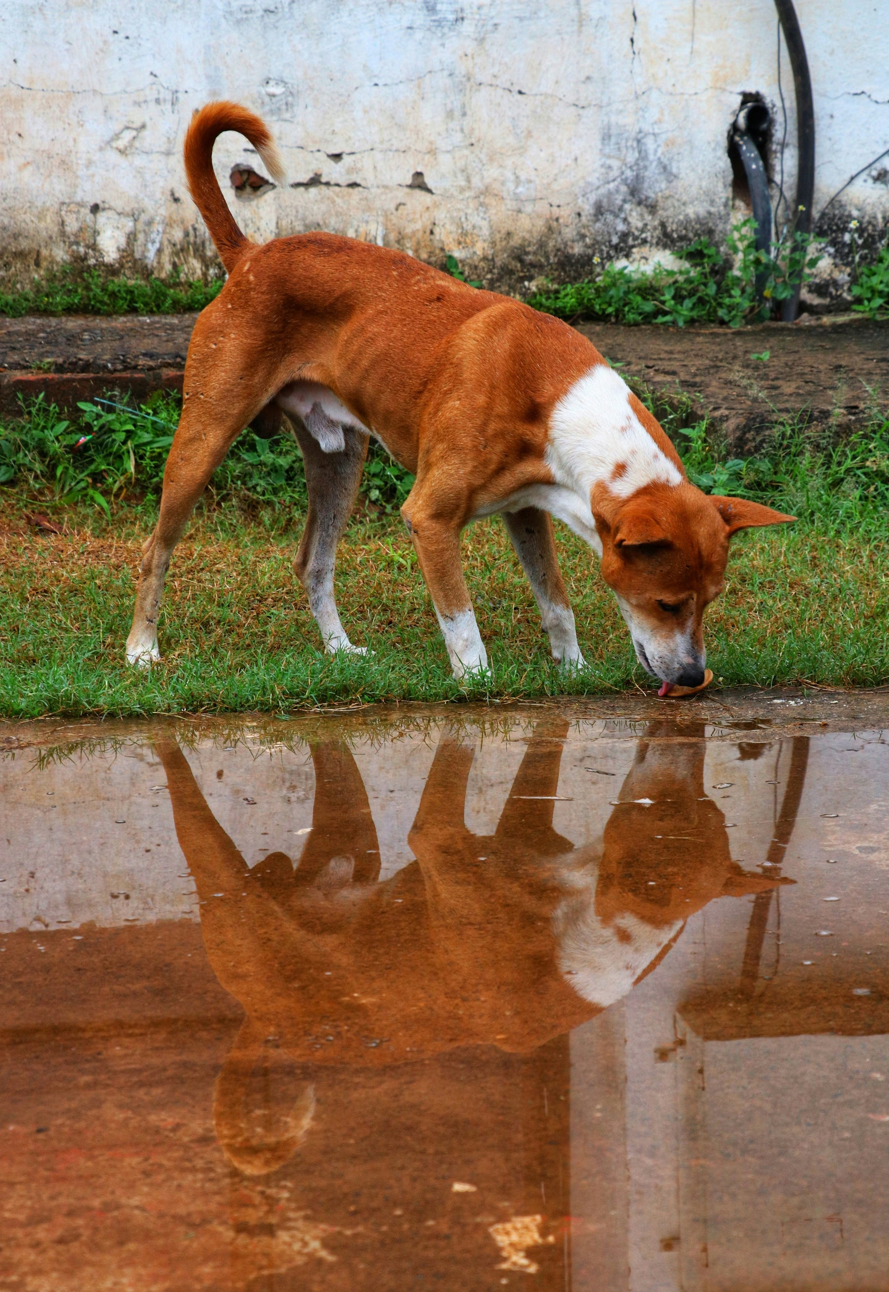 What Happens to a Street Dog's Routine When the Rain Won't Stop