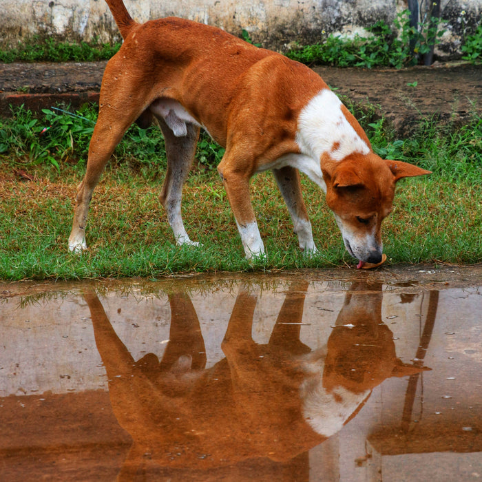 What Happens to a Street Dog's Routine When the Rain Won't Stop
