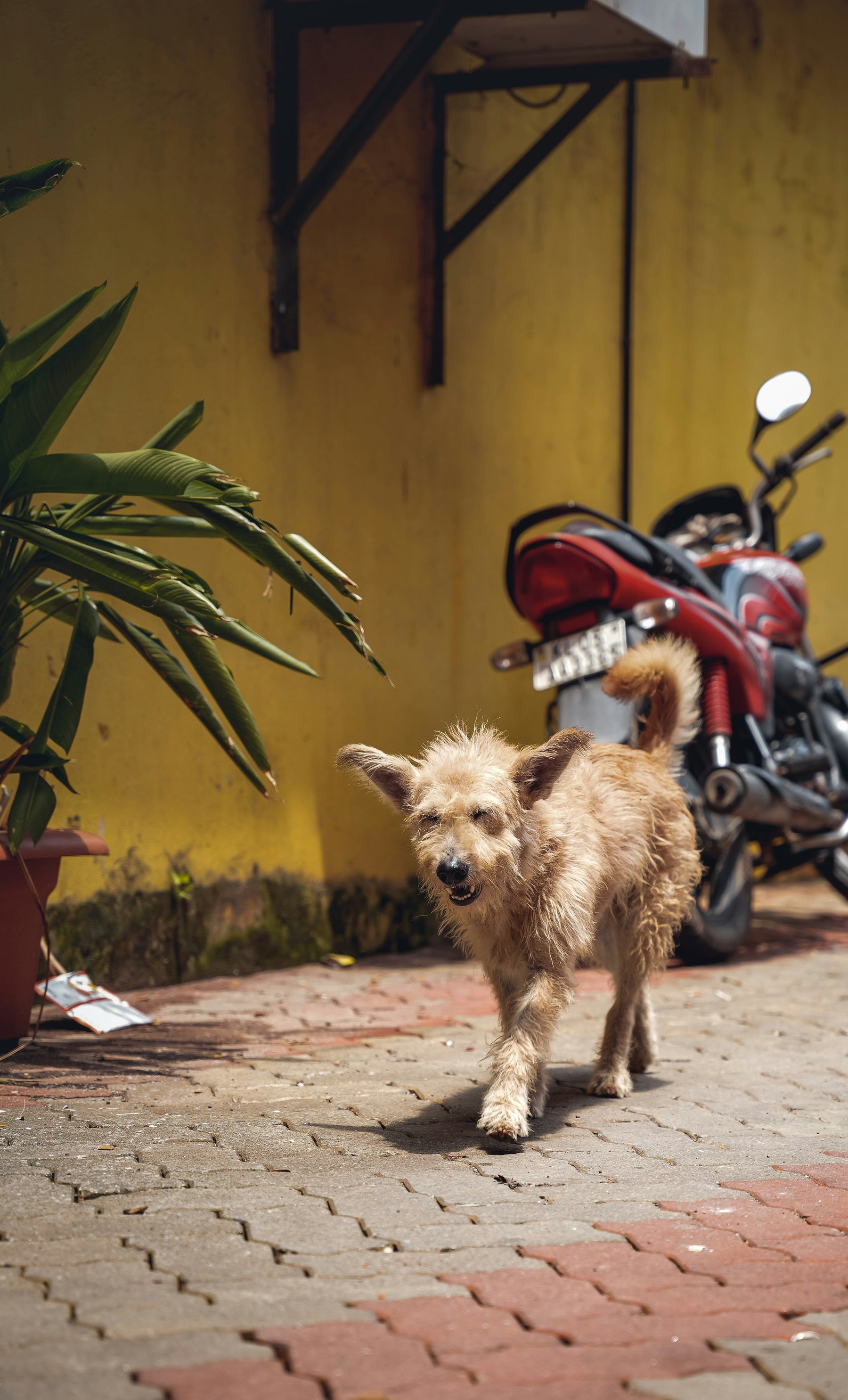 The Small Signs on Your Pet's Skin That Monsoon Brings Out First