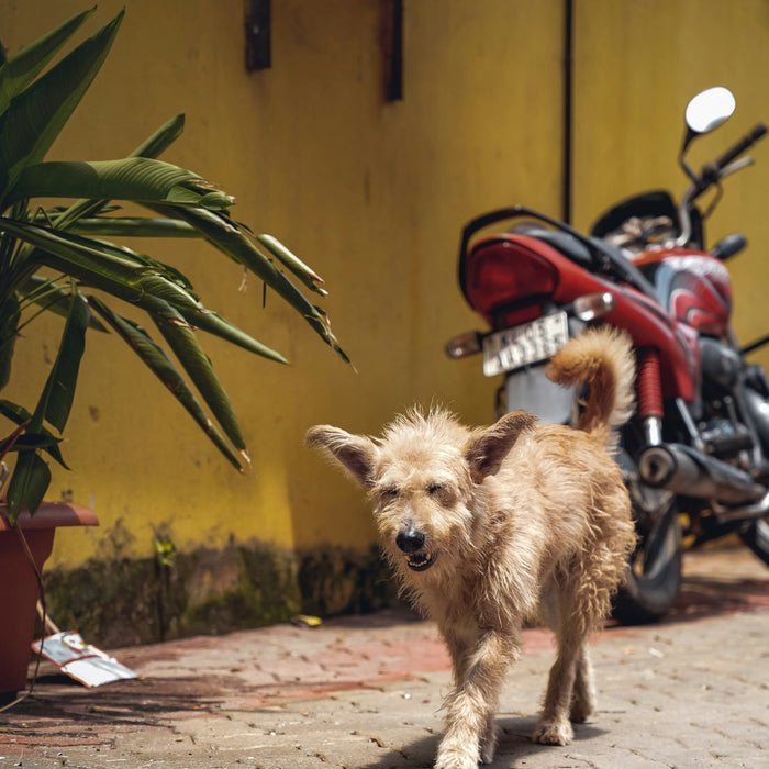 The Small Signs on Your Pet's Skin That Monsoon Brings Out First