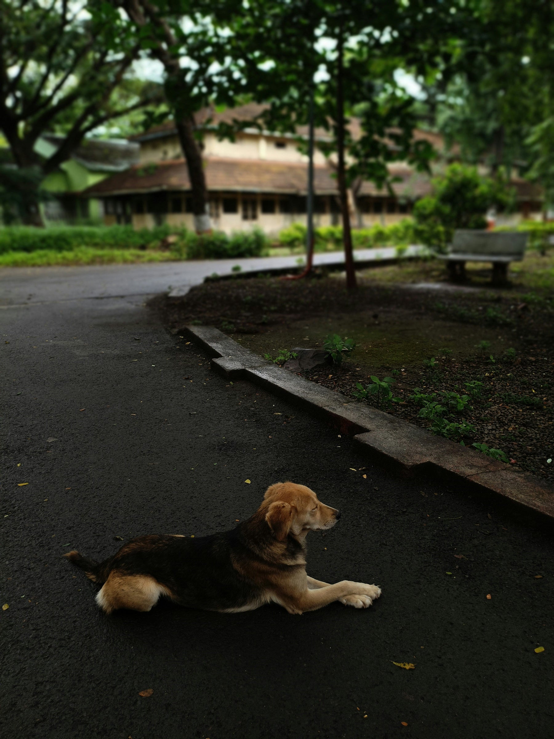 The Quiet Way Monsoon Affects Your Pet's Mood, Not Just Their Paws