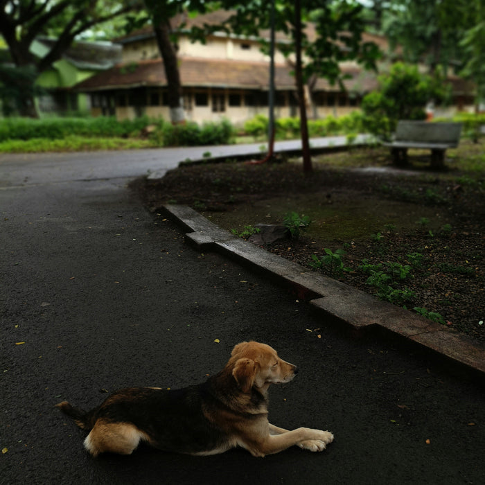 The Quiet Way Monsoon Affects Your Pet's Mood, Not Just Their Paws