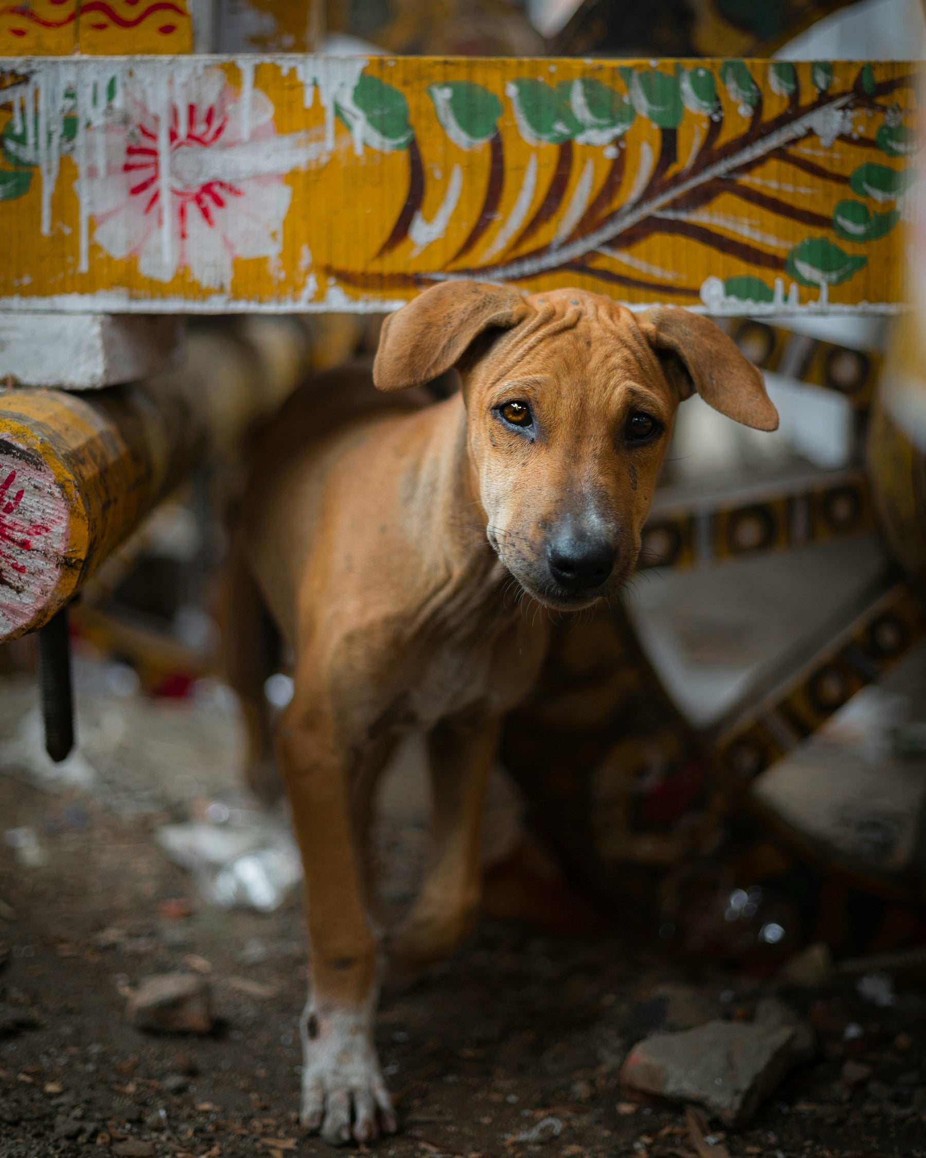 What Three Months of Consistent Care Actually Does for a Street Animal