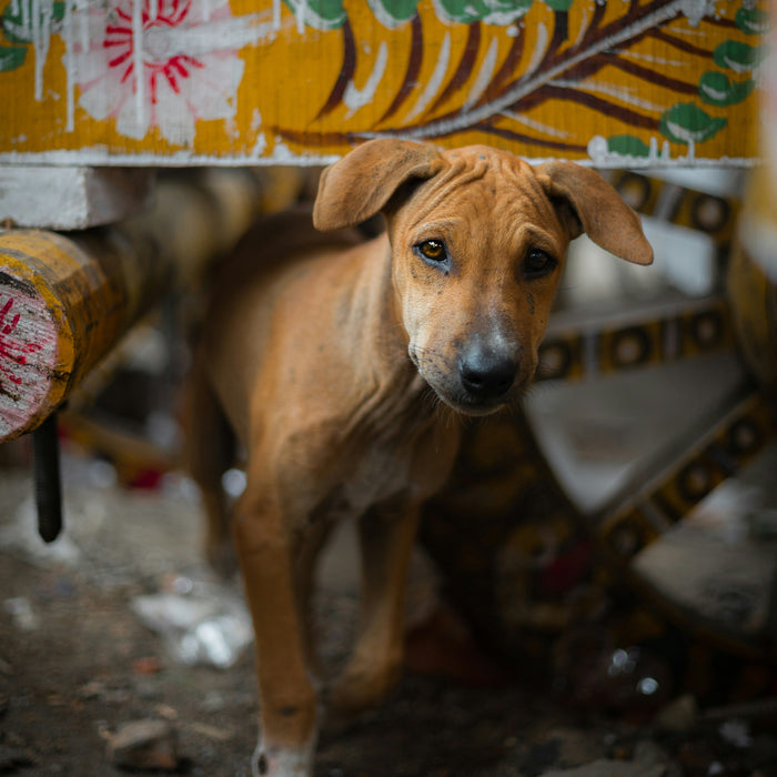 What Three Months of Consistent Care Actually Does for a Street Animal