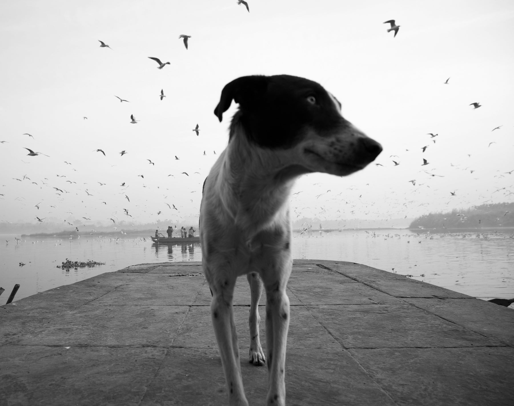What to Watch Out for Street Animals This Independence Day
