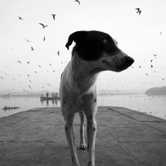 What to Watch Out for Street Animals This Independence Day