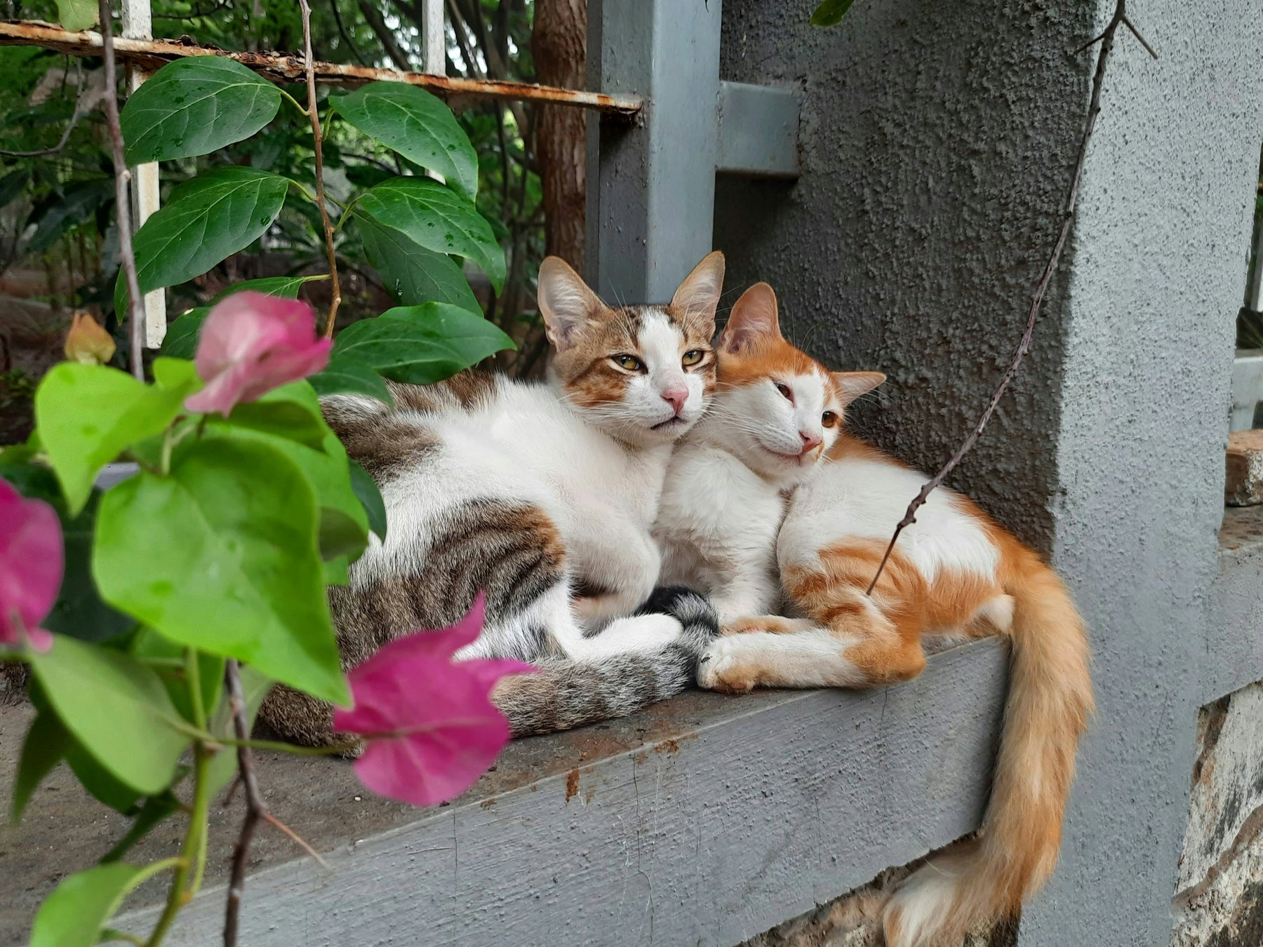 More Indian Homes Are Choosing Cats Here's What's Behind the Shift