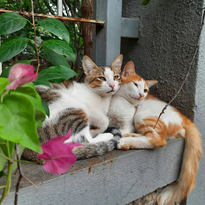 More Indian Homes Are Choosing Cats Here's What's Behind the Shift