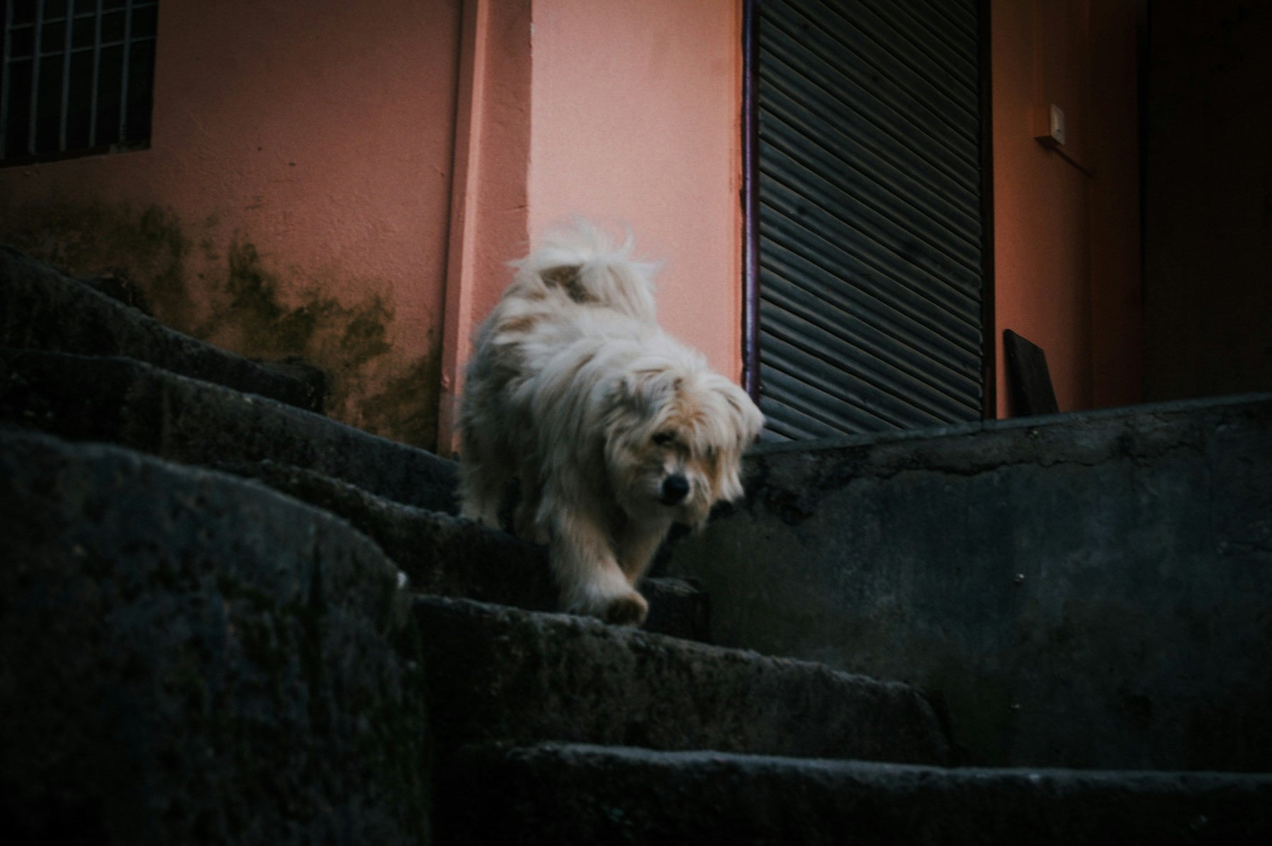 The Sound of Silence: Why an Unusually Quiet Pet Is a Medical Signal