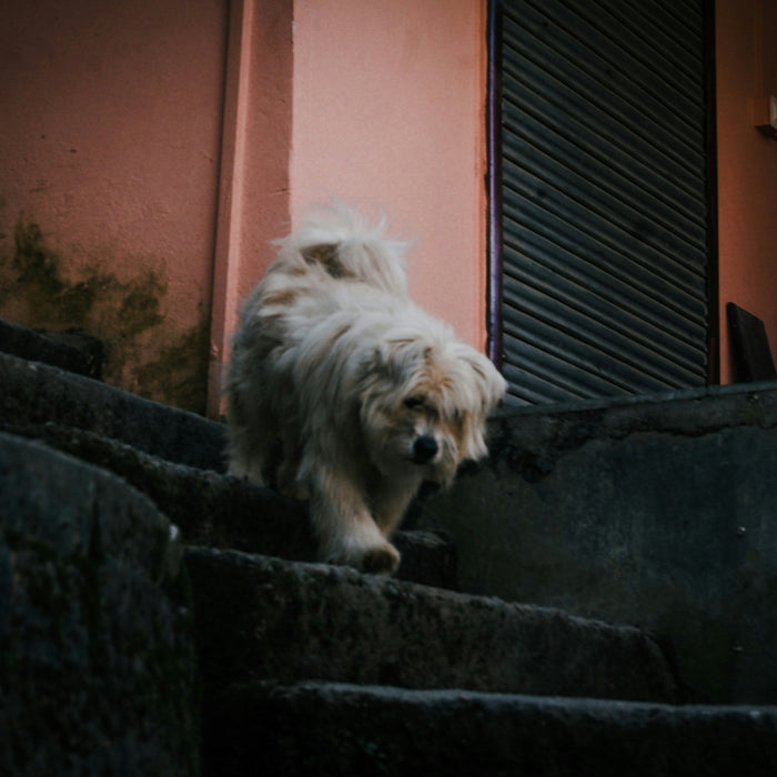 The Sound of Silence: Why an Unusually Quiet Pet Is a Medical Signal
