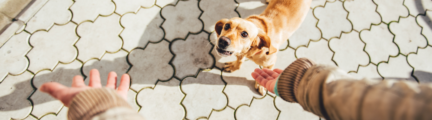 Teach Your Dog to Always Come When Called—Made Easy!