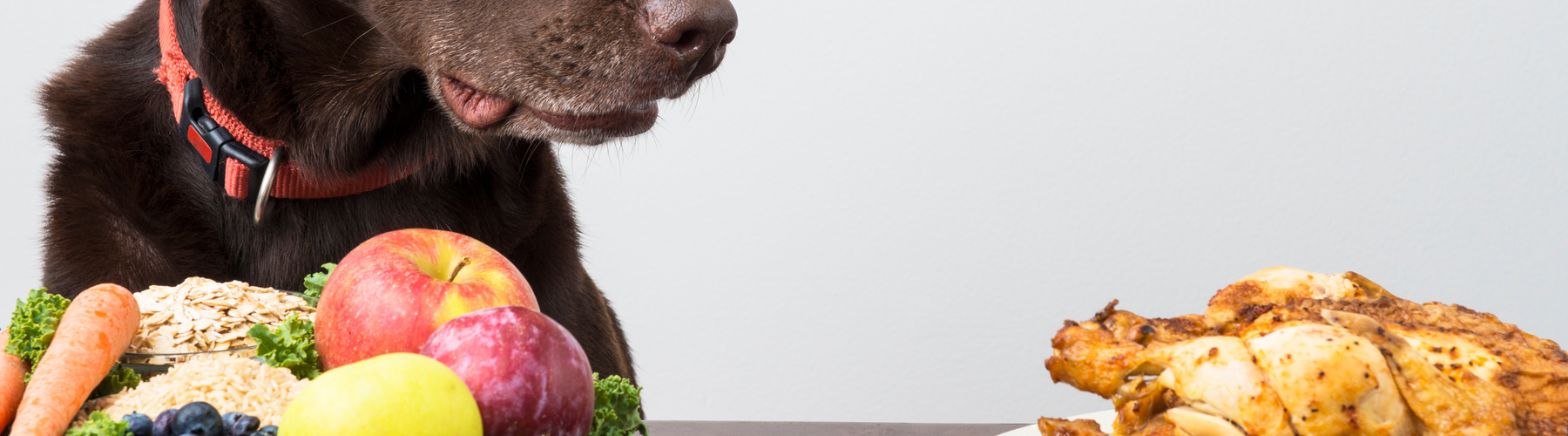 How Food Choices Make a Difference for Pets