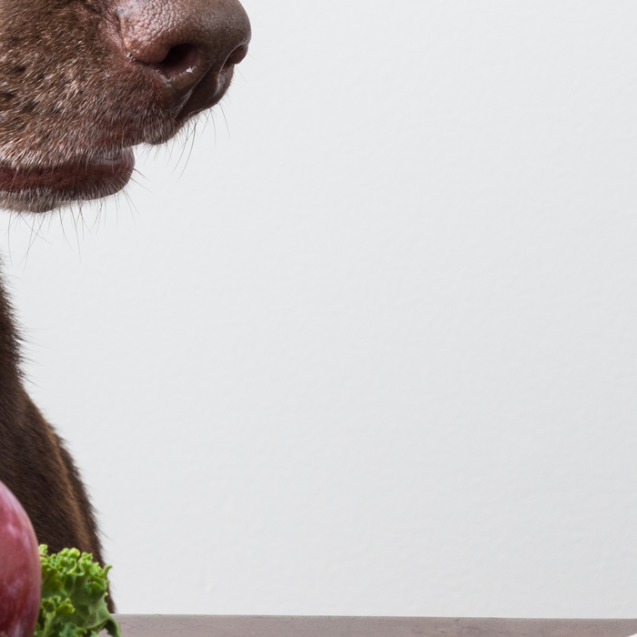 How Food Choices Make a Difference for Pets