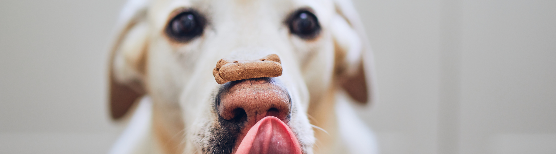 How to Keep Your Pet's Paws and Nose Hydrated This Winter