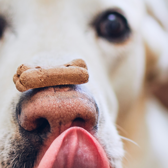 How to Keep Your Pet's Paws and Nose Hydrated This Winter