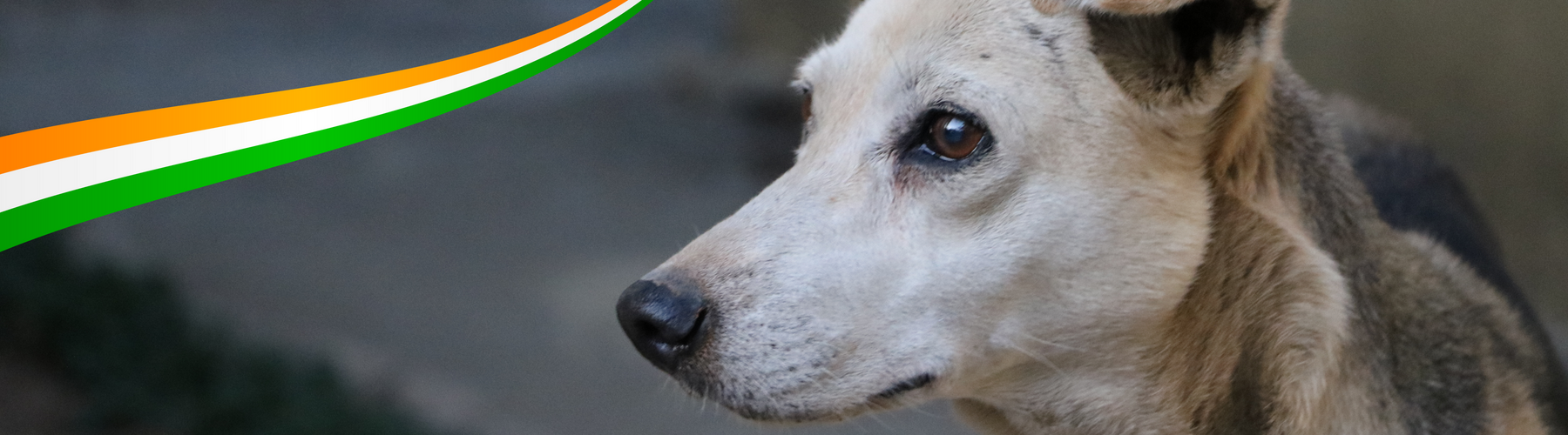 A Republic Day Tribute: Honouring Our Canine Heroes