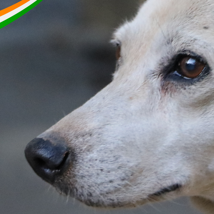 A Republic Day Tribute: Honouring Our Canine Heroes