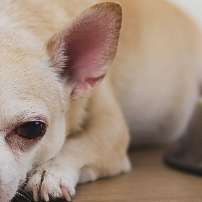 Why Is Your Pet Vomiting? Common Causes and Solutions