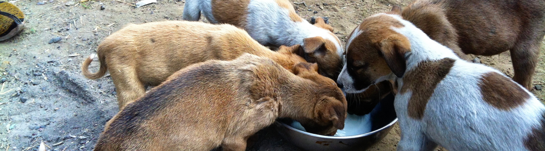 How to manage conflicts with neighbours over feeding street dogs