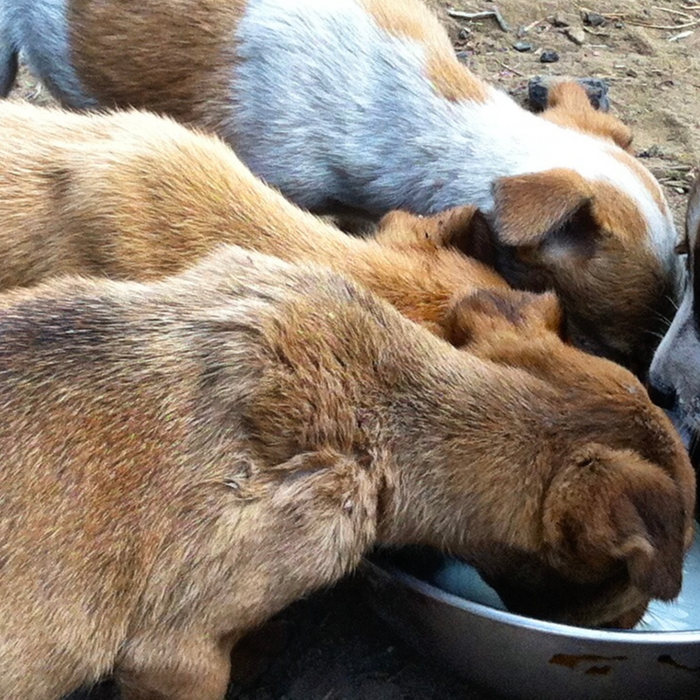 How to manage conflicts with neighbours over feeding street dogs