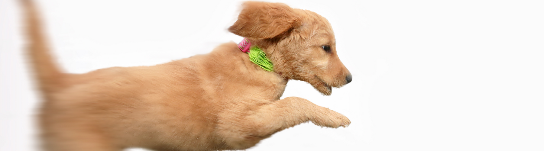 When Your Dog Jumps on Guests: How to Teach Boundaries Without Harshness