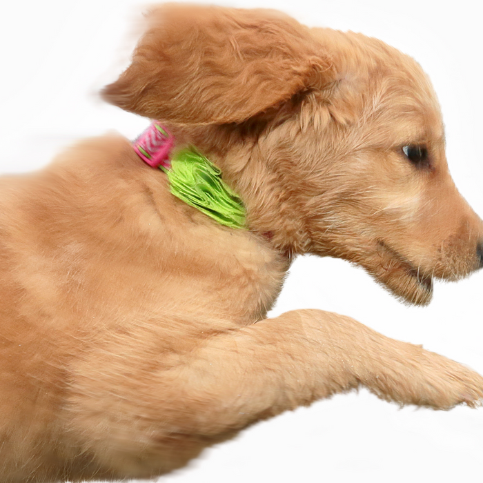When Your Dog Jumps on Guests: How to Teach Boundaries Without Harshness