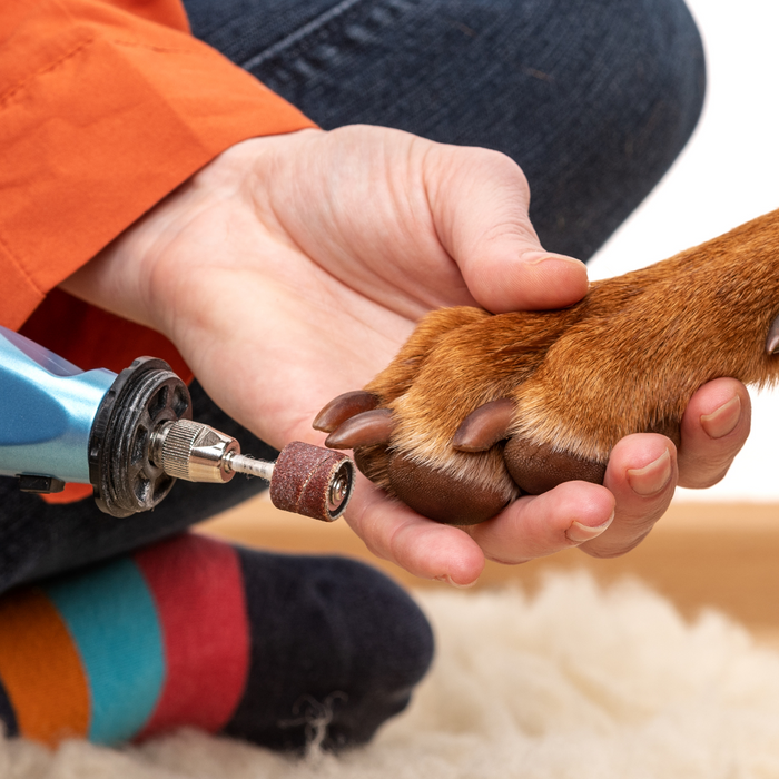 Nail Trimming Without the Struggle: How to Help Pets Stay Calm