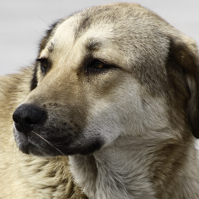 Why Street Dogs Avoid Eye Contact — And What That Teaches Us About Consent