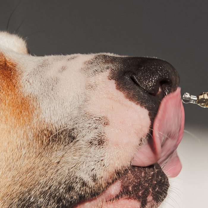 The First Time Your Pet Gets Sick Will Change How You See Everything