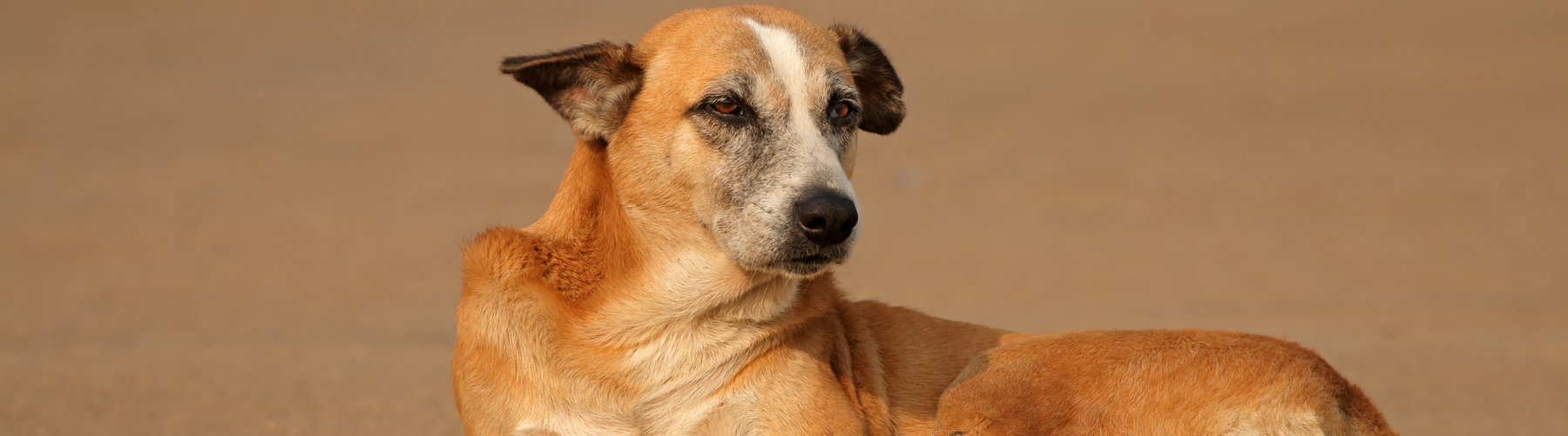 You Don’t Have to ‘Rescue’ a Dog to Support One