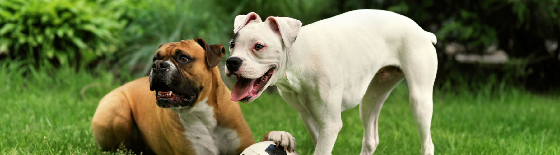 The Difference Between Loving Animals and Actually Showing Up for Them