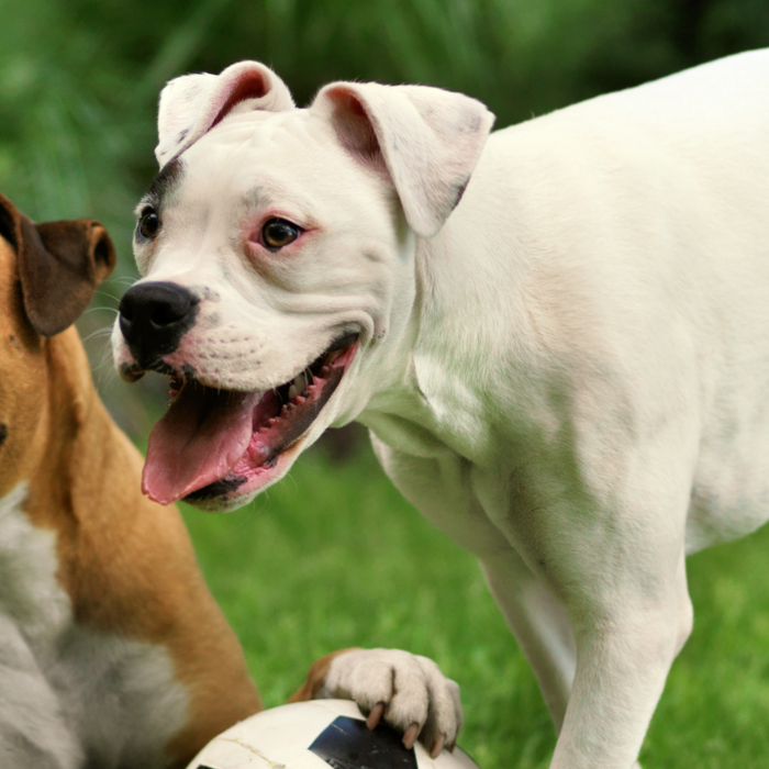 The Difference Between Loving Animals and Actually Showing Up for Them