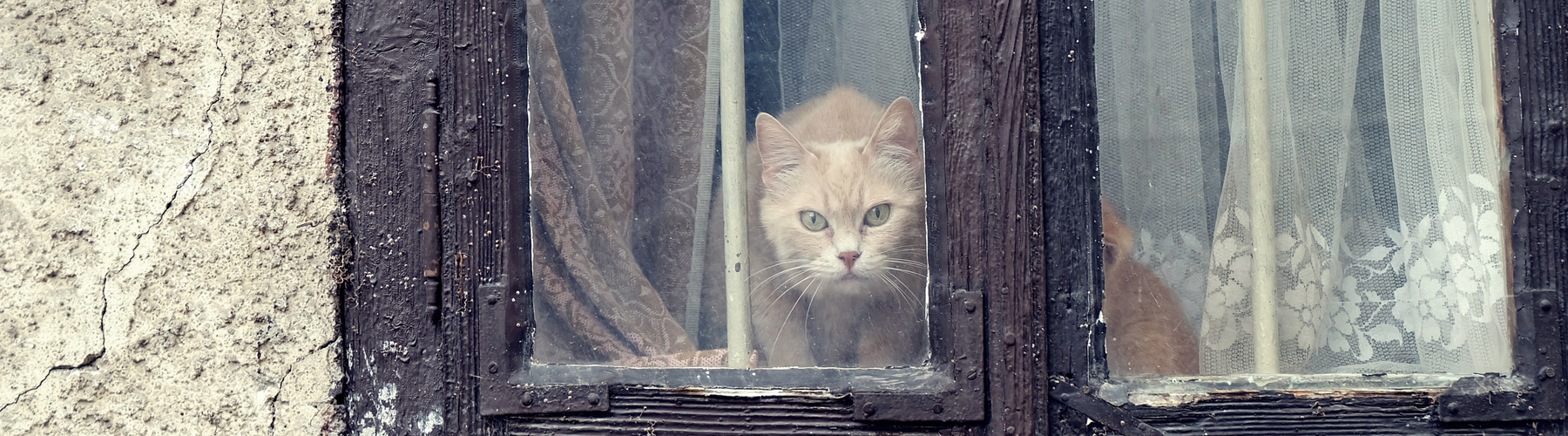 Your Cat Isn’t Aloof — You’re Just Not Listening Properly
