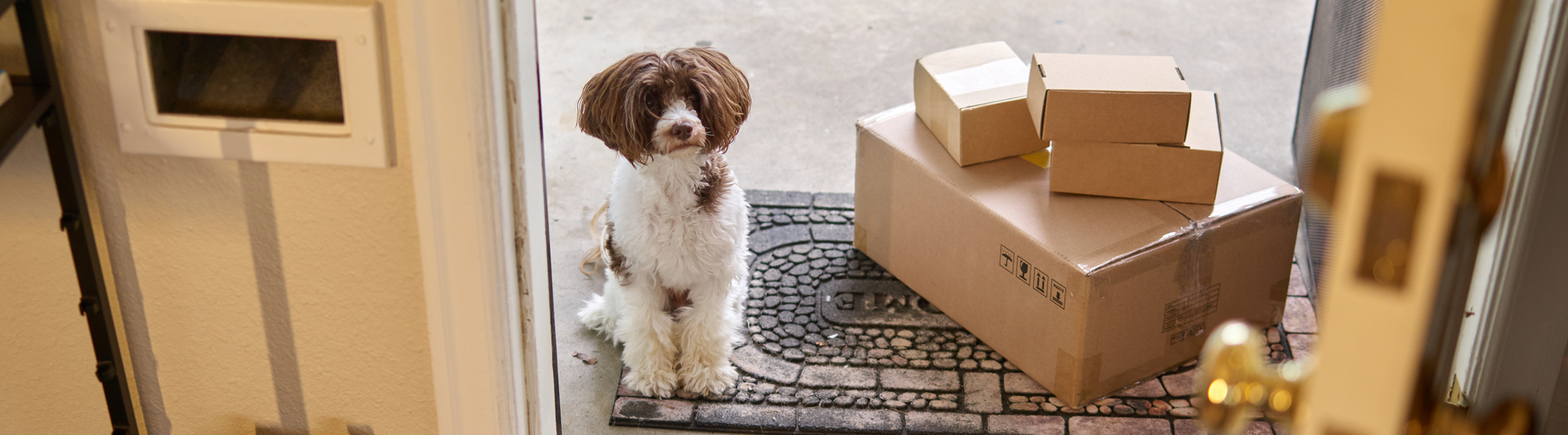 The Real Reason Some Dogs Bark at Delivery Workers — And How to Handle It Without Blame