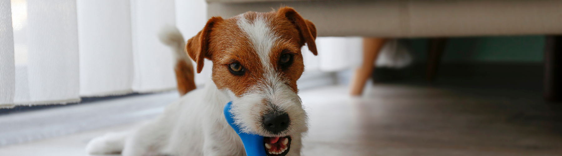 What It Actually Means When Your Pet Starts “Acting Out”