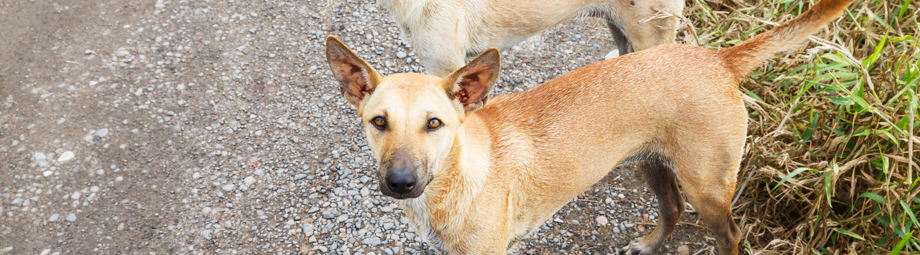 The Dogs Who Guard Nothing but Still Show Up Every Day