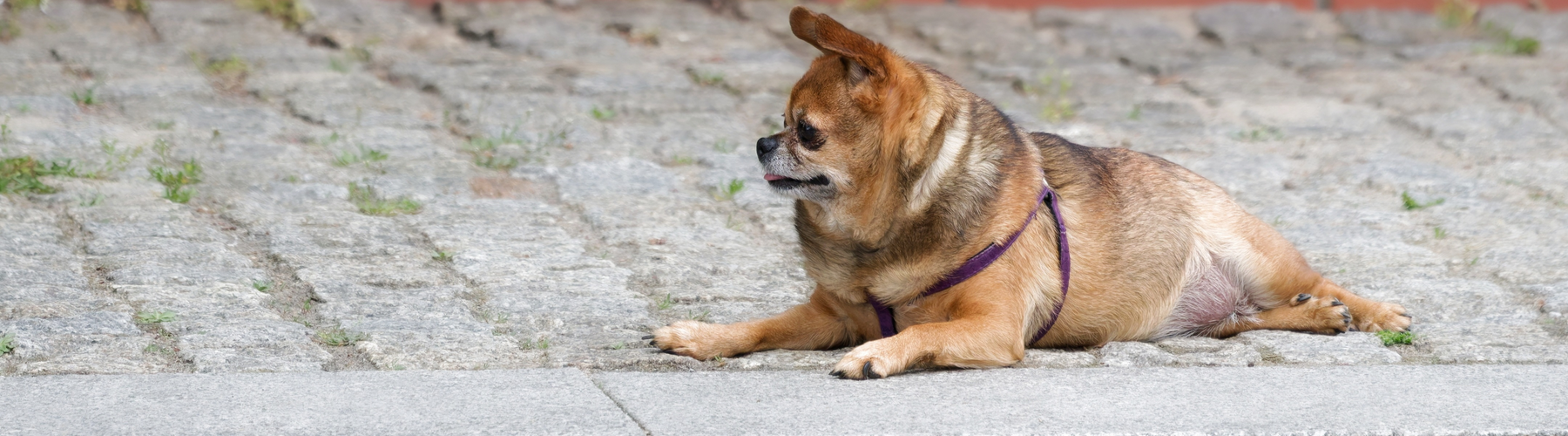 The Healthiest Pet Homes Are the Ones That Don’t Look Perfect