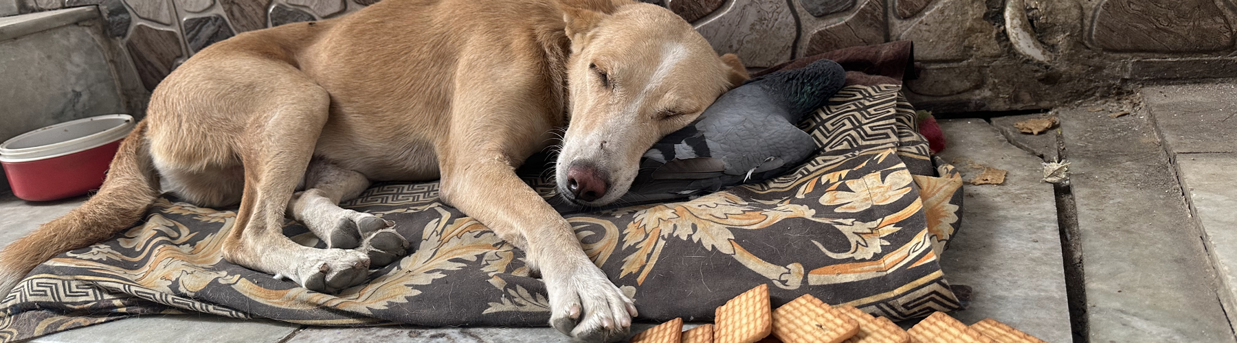 Your Pet Doesn’t Know What Time It Is. They Only Know You Left.