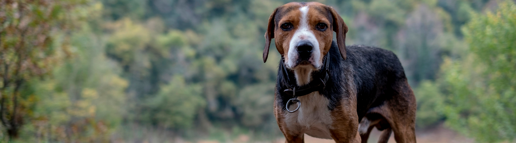 The Pets Who Needed Us the Most Are the Ones Who Changed Us the Most