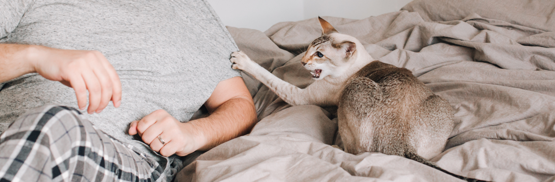 Managing Cat Aggression: Tips & Solutions at Bearhugs