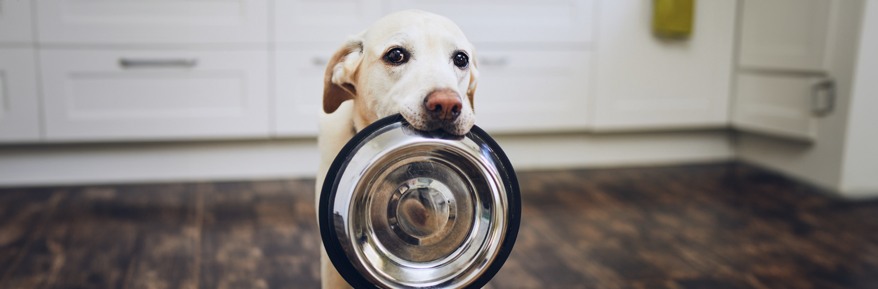 What is the Feeding Schedule of Pets During the Summer Months?