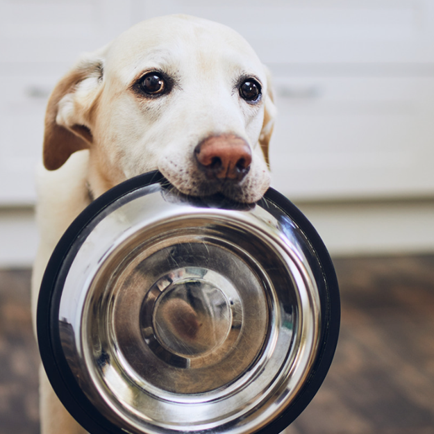 What is the Feeding Schedule of Pets During the Summer Months?