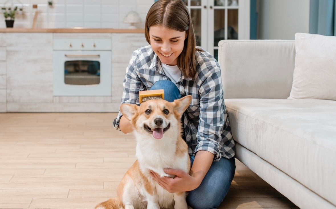 How to Build a Daily Care Routine for Indoor Pets